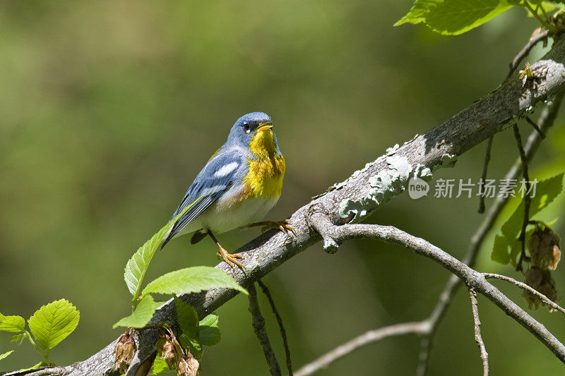 北部 Parula 莺 (Parula pitiayumi)